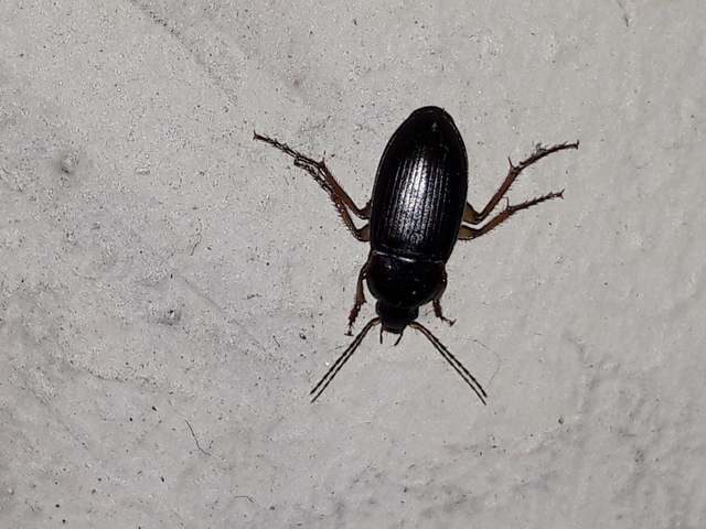 Harpalus griseus - kis selymesfutó