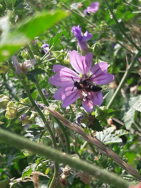 Scolia sexmaculata - négyfoltos tőrösdarázs