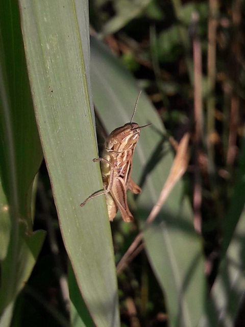 Euchorthippus declivus - rövidszárnyú rétisáska