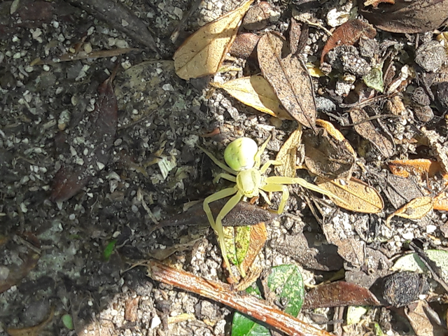 Misumena vatia - viráglakó karolópók