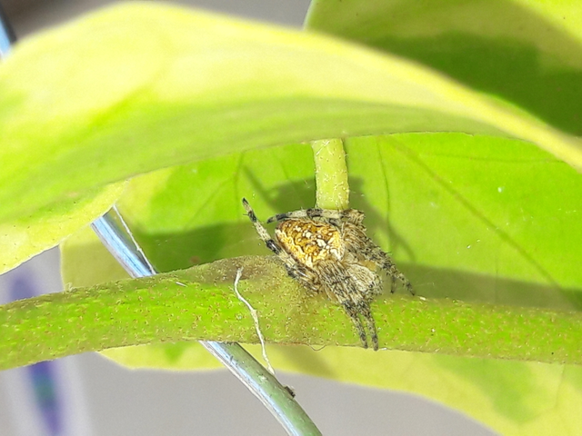Araneus diadematus - koronás keresztespók