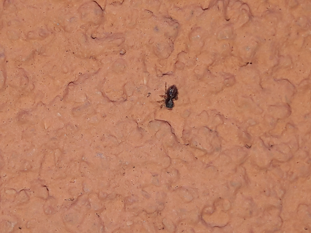 Salticidae - ugrópókok