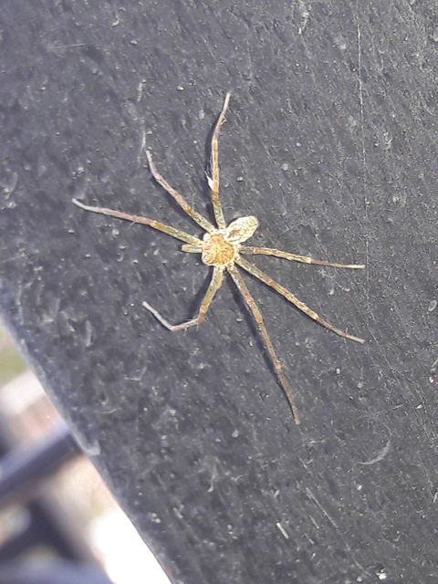 Philodromus