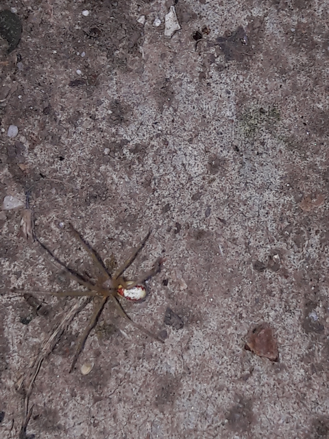Enoplognatha ovata/latimana