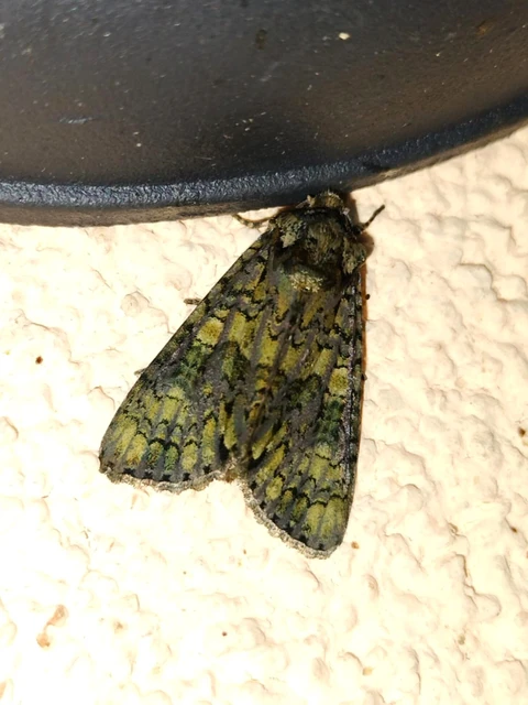 Craniophora ligustri - fagyalbagoly