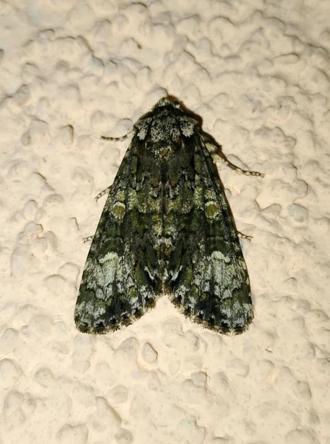 Craniophora ligustri - fagyalbagoly