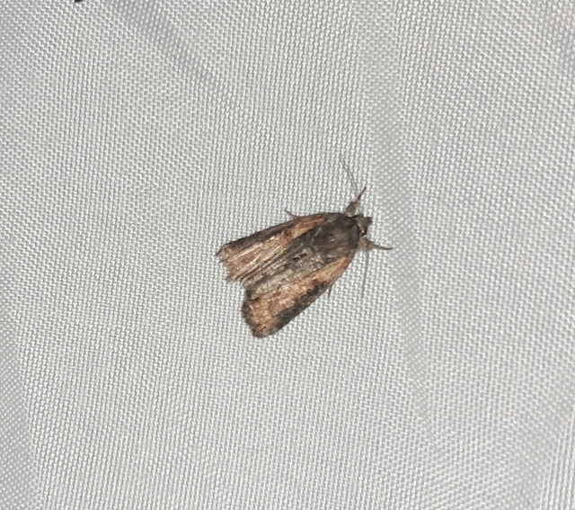 Bryophila raptricula/felina