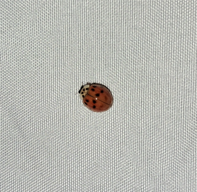 Harmonia axyridis - harlekinkatica