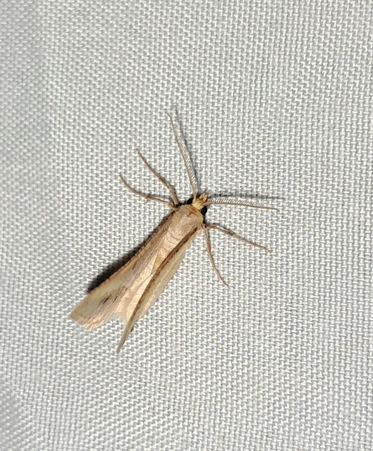 Tephrina arenacearia - lucerna-araszoló