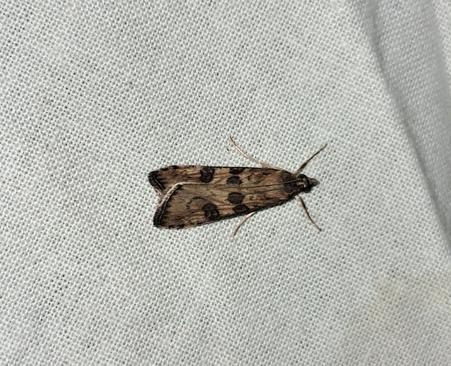 Nomophila noctuella - közönséges vándormoly