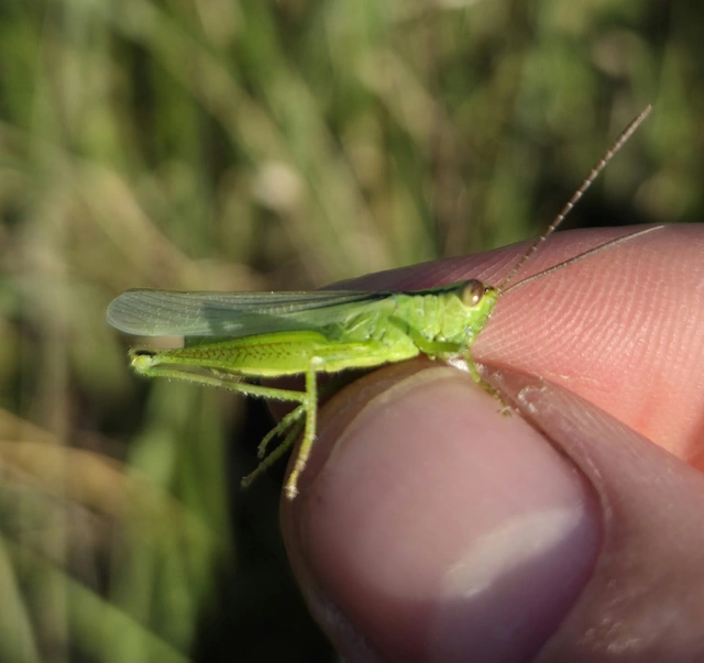 Mecostethus parapleurus - hagymazöld sáska
