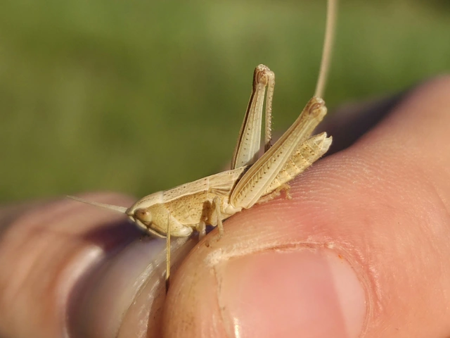 Chrysochraon dispar - aranyos sáska