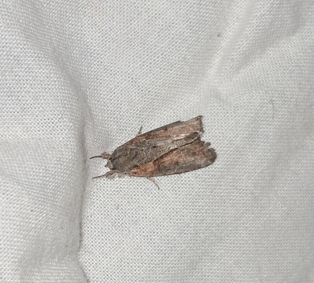 Bryophila raptricula/felina