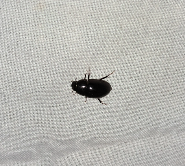 Limnoxenus niger - fekete csibor