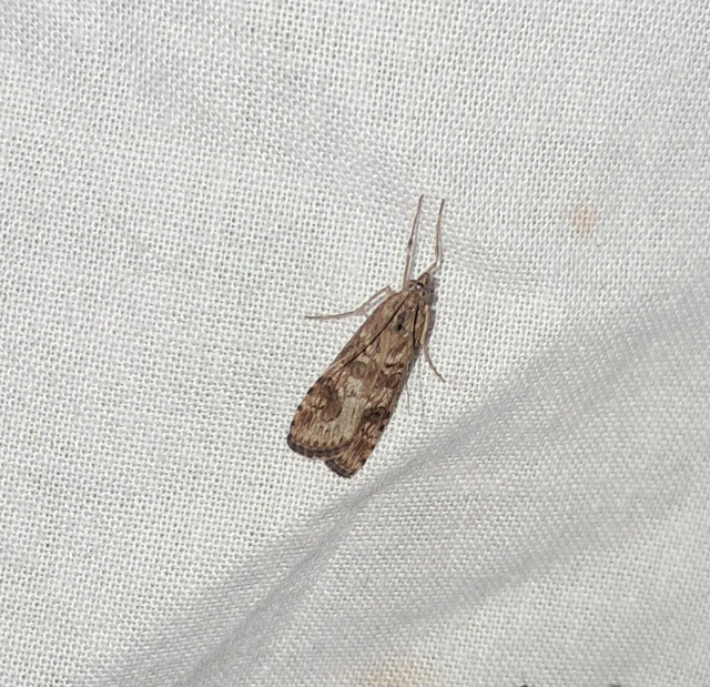 Nomophila noctuella - közönséges vándormoly