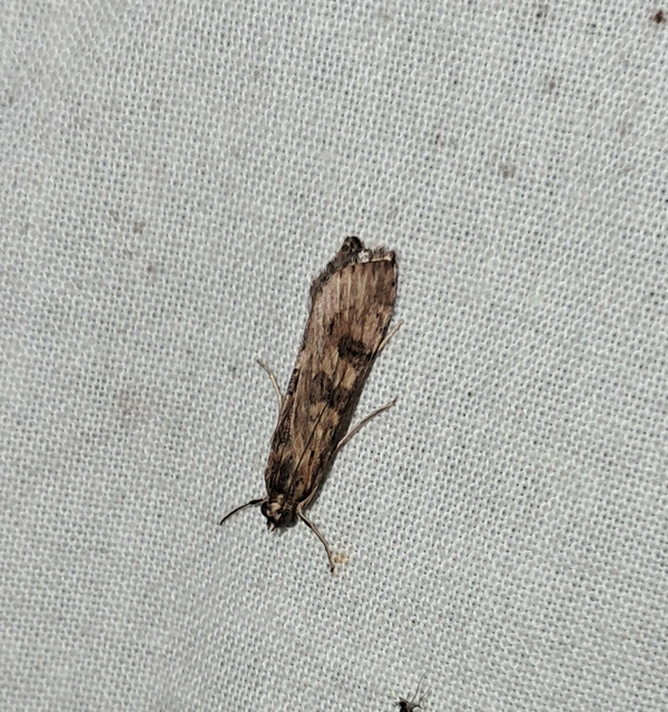 Nomophila noctuella - közönséges vándormoly