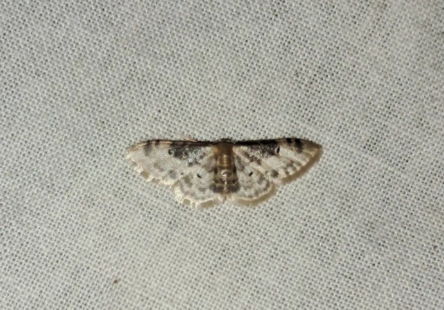 Idaea filicata - sötéttövű apróaraszoló