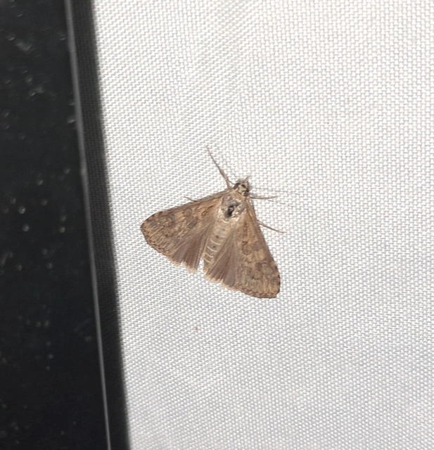Nomophila noctuella - közönséges vándormoly
