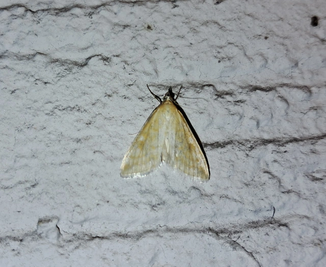 Sitochroa verticalis - világossárga dudvamoly