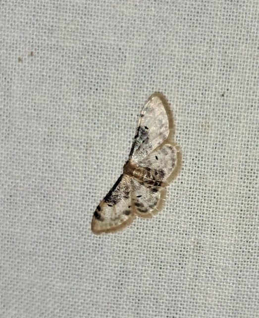 Idaea filicata - sötéttövű apróaraszoló