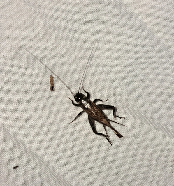 Eumodicogryllus bordigalensis - bordói tücsök