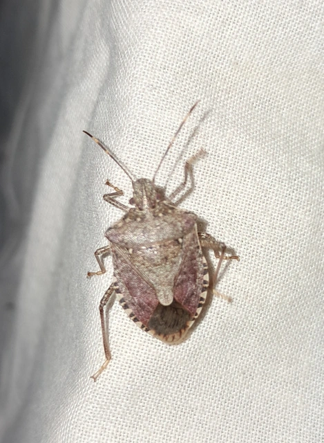 Halyomorpha halys - ázsiai márványospoloska