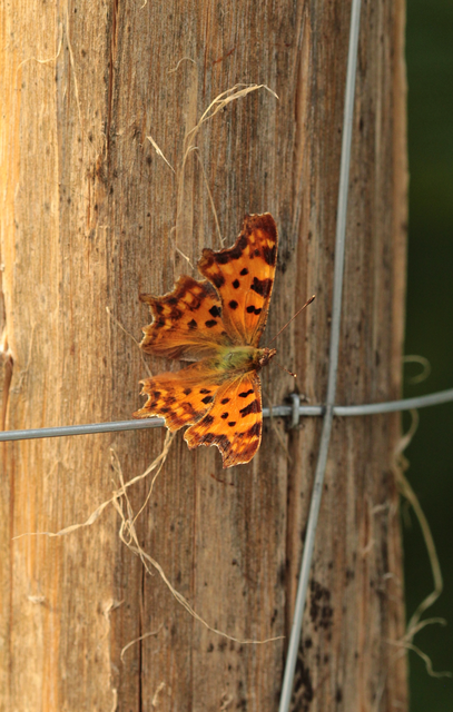 Nymphalis c-album - C-betűs lepke