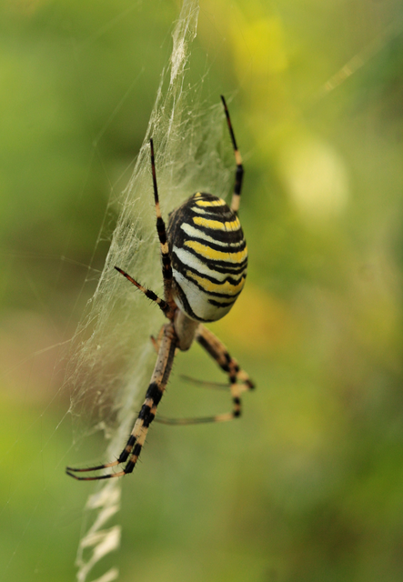 Argiope bruennichi - darázspók