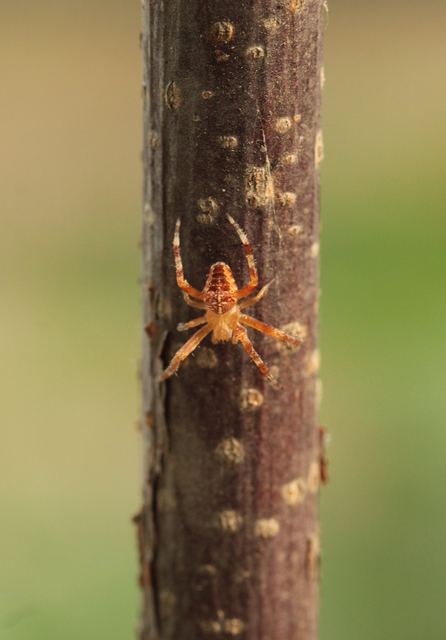 Araneus diadematus - koronás keresztespók