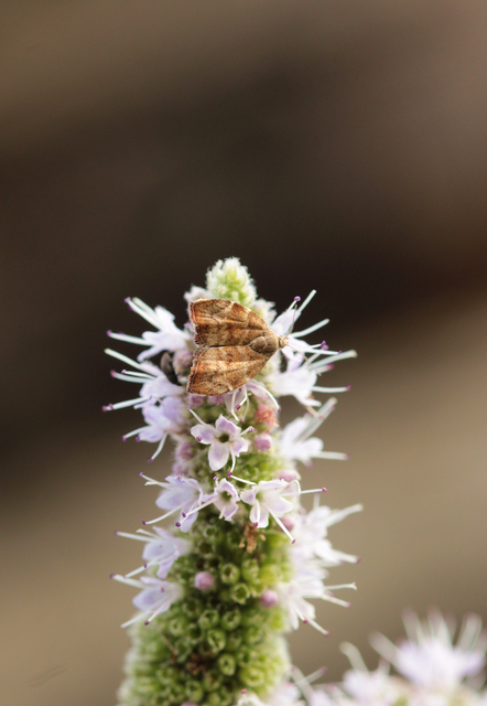 Choreutis nemorana - füge-levélmoly