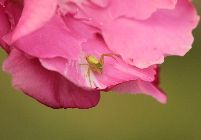 Ebrechtella tricuspidata - alakoskodó karolópók
