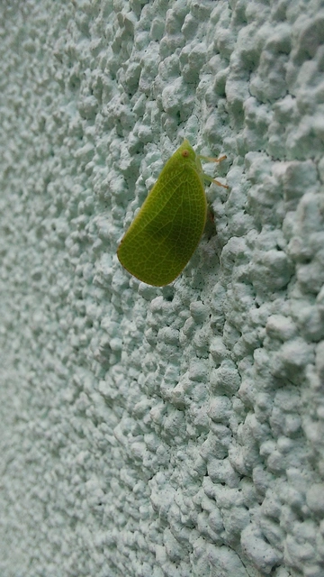 Acanalonia conica - élénkzöld lepkekabóca