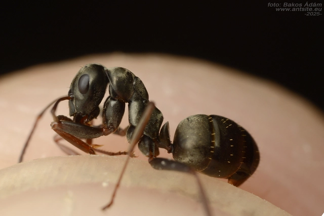 Formica fusca - kormos rabszolgahangya