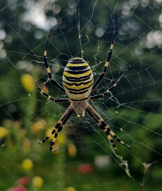 Argiope bruennichi - darázspók