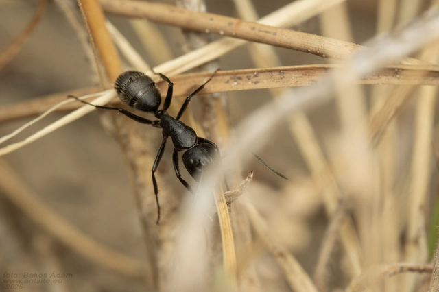 Camponotus vagus - fekete lóhangya