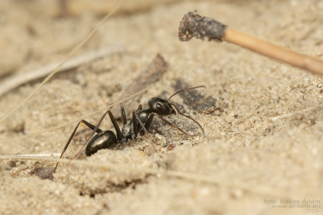 Cataglyphis aenescens - fekete fürgehangya