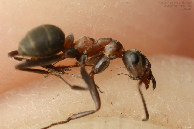 Formica cunicularia - gyakori rabszolgahangya