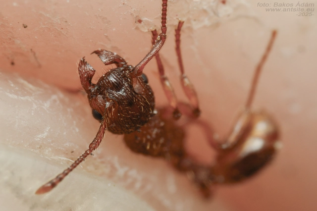 Myrmica sabuleti - gyakori bütyköshangya