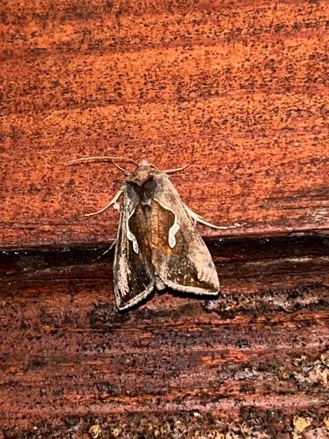 Macdunnoughia confusa - cseppfoltos ezüstbagoly