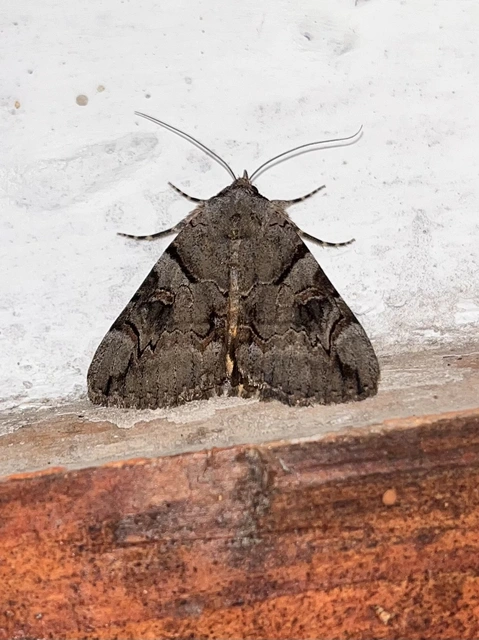 Catocala hymenaea - kökény-övesbagoly