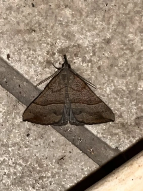 Hypena proboscidalis - ormányos karcsúbagoly