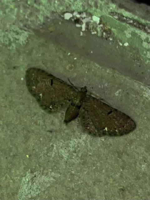 Eupithecia absinthiata - üröm-törpearaszoló