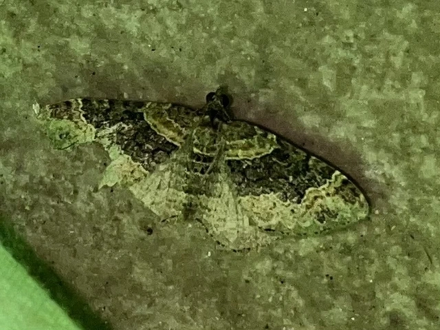 Xanthorhoe ferrugata - kerti tarkaaraszoló