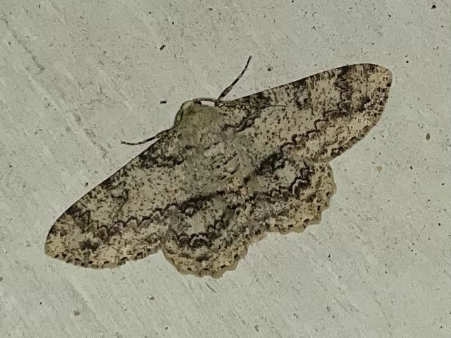 Ascotis selenaria - holdas faaraszoló
