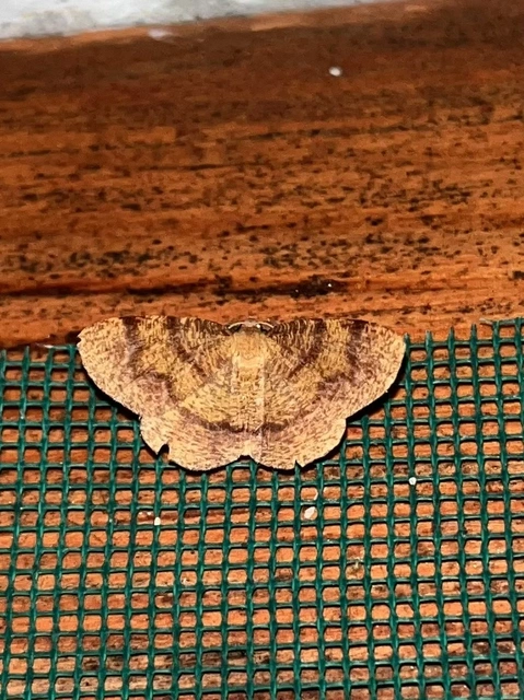 Plagodis pulveraria - szemcsés araszoló