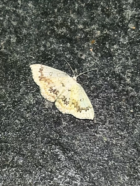 Cyclophora annularia - gyűrűs pettyesaraszoló