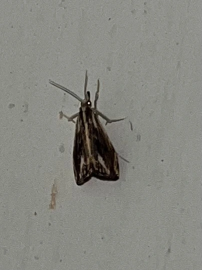 Catoptria verellus - kormos fűgyökérmoly