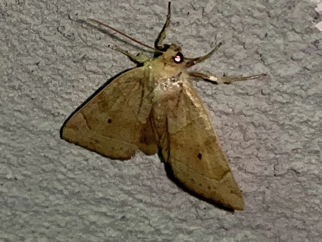 Cosmia trapezina - közönséges lombbagoly