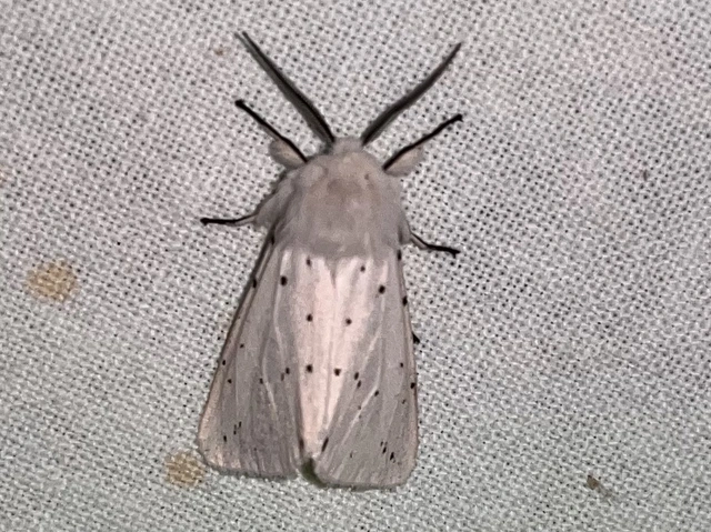 Spilosoma lubricipedum - tejszínű medvelepke