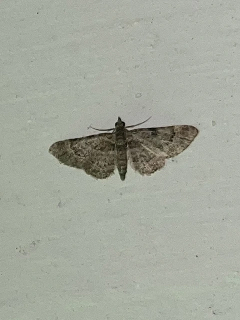 Gymnoscelis rufifasciata - vöröscsíkos törpearaszoló